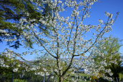 26-04-07_EB8_9834