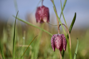 26-04-10_EB8_0113