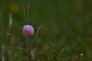 26-04-10_EB8_0349