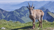WP25.06_emil-blumer