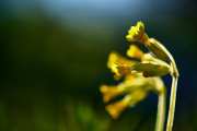 Echte Schlüsselblume_3291-1