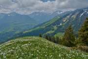 Weisse Narzisse_4852-2