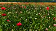 Klatschmohn_5109-1