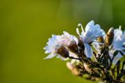 Stern Magnolia_7570