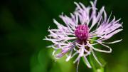 Wiesenflockenblume_9723
