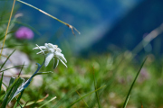 Alpen Edelweiss_8936