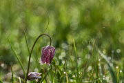 26-04-10_EB8_0157
