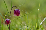 26-04-10_EB8_0172