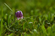 26-04-10_EB8_0575