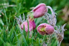 Frühlings Kuhschelle_921