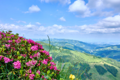 Rostblättrige Alpenrose_2624