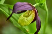 Gelber Frauenschuh / Cypripedium caceolus _ 0682-1