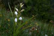 Langblättriges Walsvögelein / Cephalanthera longifolia_1720-1