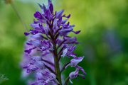 Helmknabenkraut / Orchis militaris_4474-1
