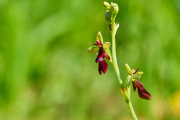 Fliegen Ragwurz / Ophrys insectifera_4493