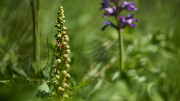 Ohnhorn / Orchis anthropophora_4531