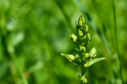Grünliche Waldhyazinthe /Platanthera chlorantha__4536-1