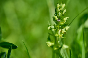 Grüne Holzunge / Dactylorhiza viridis_ 4547