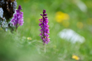 Männliches Knabenkraut / Orchis mascula_ EB8_4746