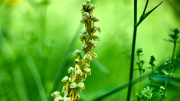 Ohnhorn / Orchis anthropophora_5244