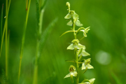 Grünliche Waldhyazinthe /Platanthera chlorantha_ 5256