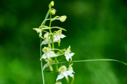 Grünliche Waldhyazinthe /Platanthera chlorantha_ 5261
