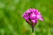 Pyramiden-hundswurz / Anacamptis pyramidalis_ 5279