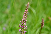 Mückenhändelwurz / Gymnadenia conopsea_5293