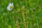 Ohnhorn mit Magerwiesen Margerite_  5302