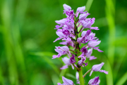 Helmknabenkraut / Orchis militaris-05-26_EB8_5320