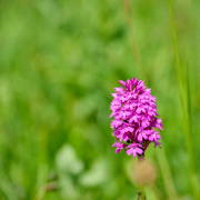 Pyramiden-hundswurz / Anacamptis pyramidalis-_5324