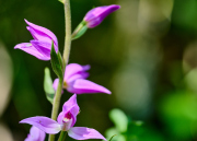 Rotes Waldvögelein / Cephalanthera ruba_5344