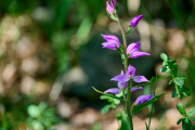 Rotes Waldvögelein / Cephalanthera ruba_5347