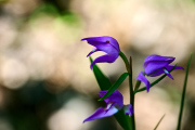 Rotes Waldvögelein / Cephalanthera ruba_5356