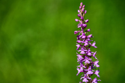 Mückenhändelwurz / Gymnadenia conopsea_5362