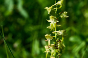 Grünliche Waldhyazinthe /Platanthera chlorantha_ 5364